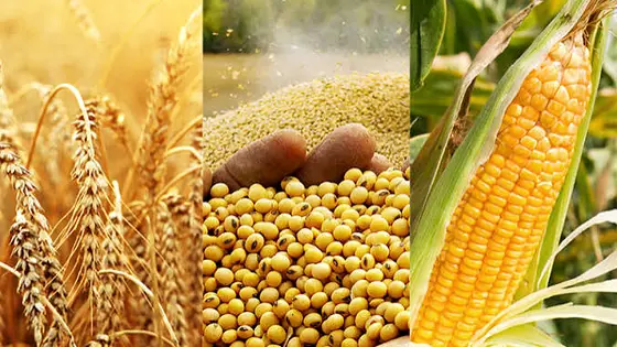 Edible oils